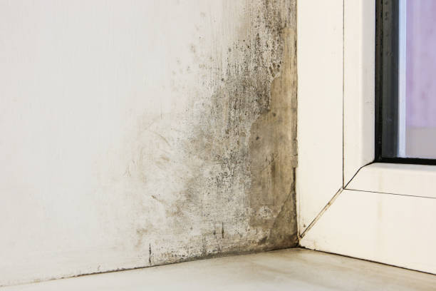 Mold Remediation for Rental Properties